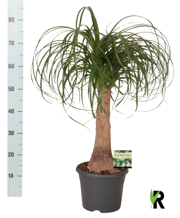 <h4>BEAUCARNEA RECUR</h4>