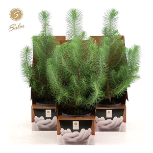 Pinus pinea 'Silver Crest' P10,5 in Displaybox Santa