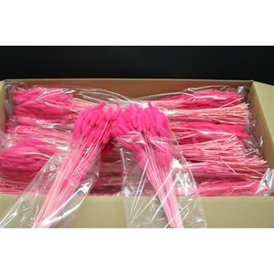 Lagurus Fuccia X30