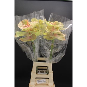 Anthurium Cognac