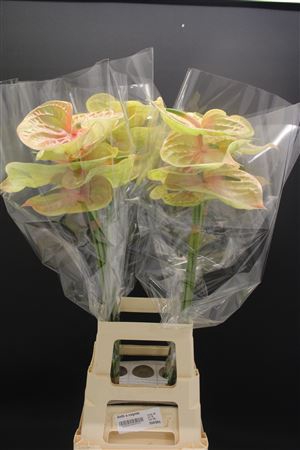 <h4>Anthurium Cognac</h4>