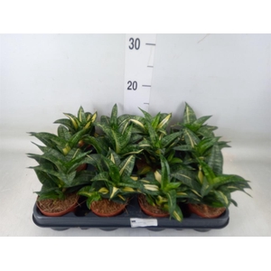 Sansevieria trifa. 'Hahnii'