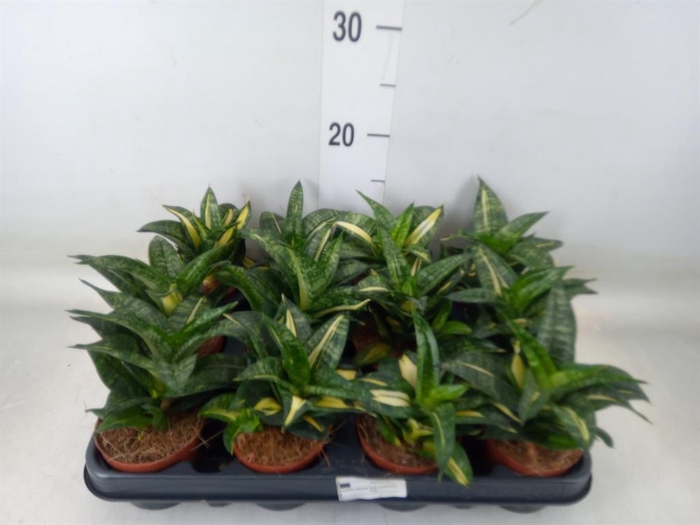 <h4>Sansevieria trifa. 'Hahnii'</h4>
