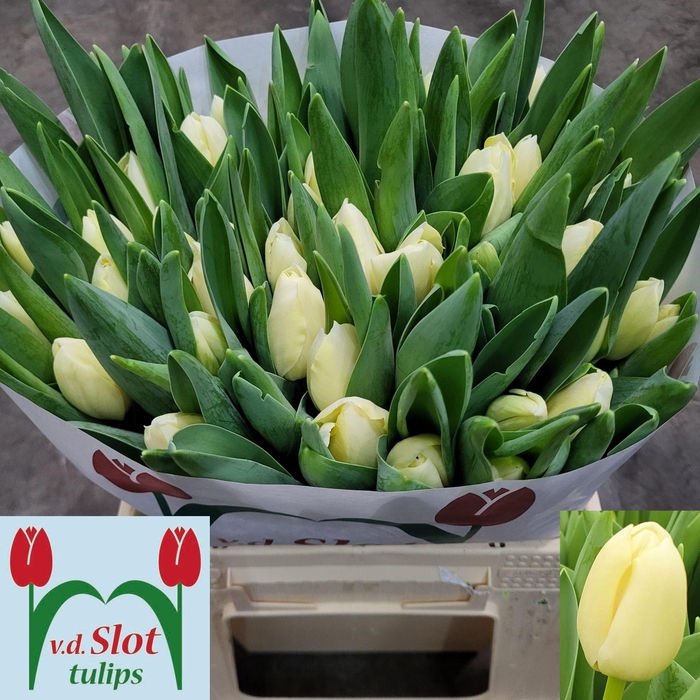 <h4>TU EN YANKEE</h4>