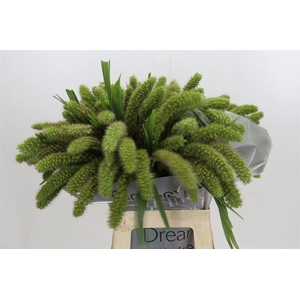 Siergras Setaria It Volle Melk