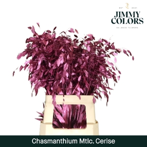 Chasmanthium L70 Metallic Cerise