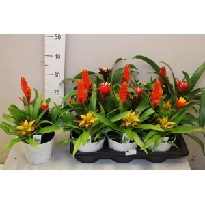 ARR BROMELIA