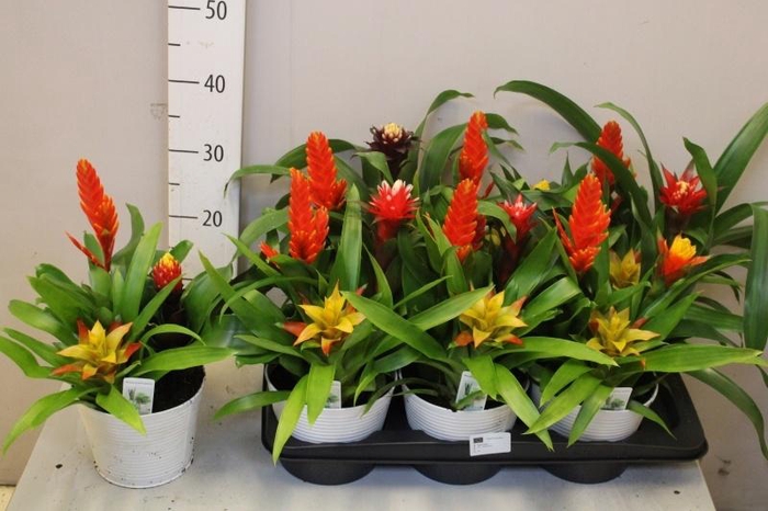 <h4>ARR BROMELIA</h4>