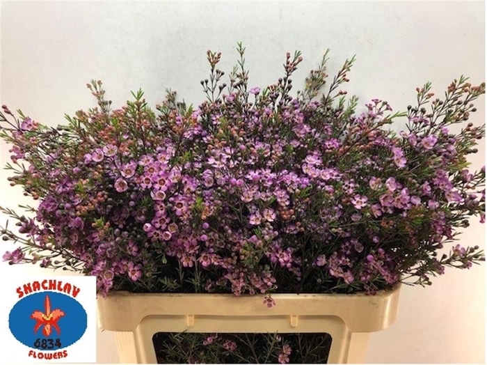 <h4>Chame Un Purple Prid</h4>