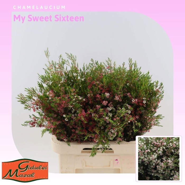 <h4>CHAME UN MY SWEET 16</h4>