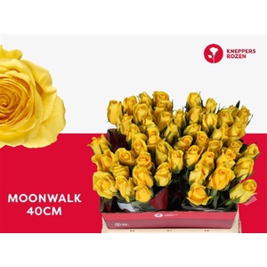 R GR MOONWALK