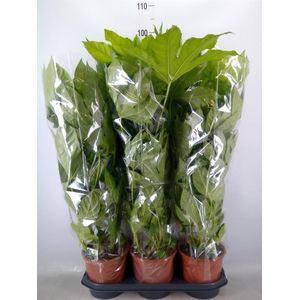 Fatsia japonica   ...