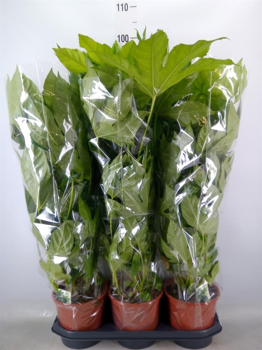 <h4>Fatsia japonica   ...</h4>