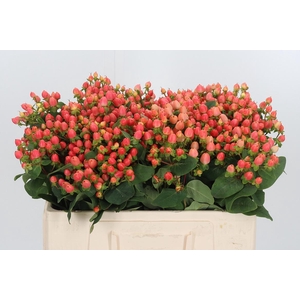 Hypericum Pink