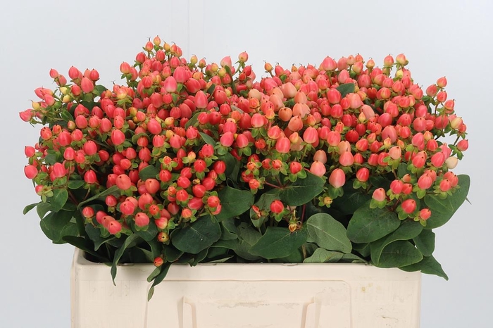 <h4>Hypericum Pink</h4>