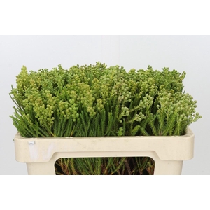 KAAPS GROEN LANUGINOSA