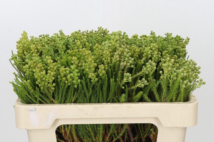 <h4>KAAPS GROEN LANUGINOSA</h4>