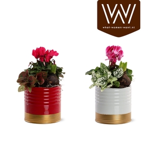 kerst Arrangement Nola zink