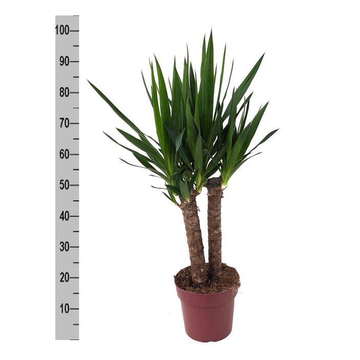 <h4>Yucca elephantipes ...</h4>