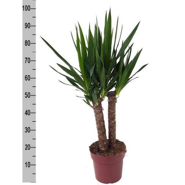 <h4>Yucca elephantipes ...</h4>