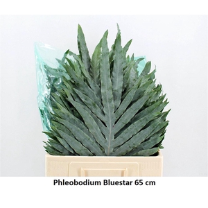 Phlebodium Blue Star Super