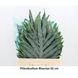 Phlebodium Blue Star Super