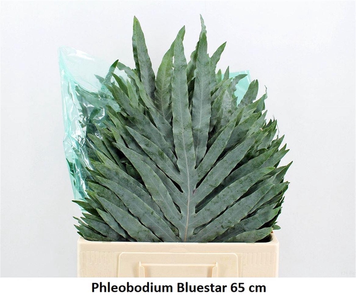 <h4>Phlebodium Blue Star Super</h4>