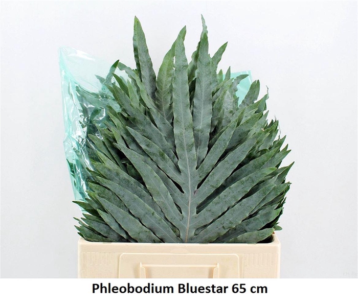 <h4>Phlebodium Blue Star Super</h4>