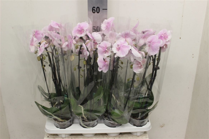 Phal Cascade Roze 2 Tak