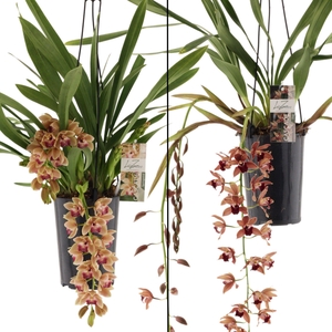 mix cascade 5-7 tak 2 kleuren