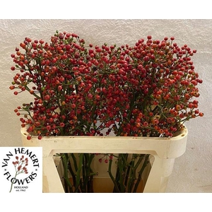 Rosa Red Pearl Hipho