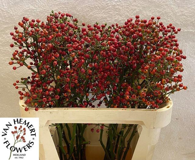 <h4>Rosa Red Pearl Hipho</h4>