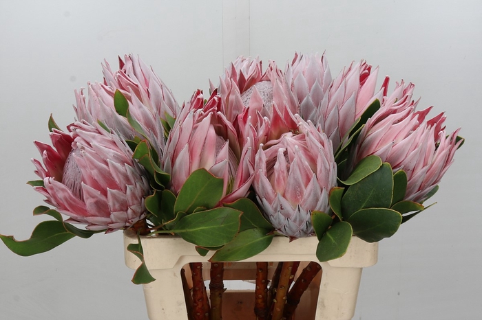 Protea Cynaroides