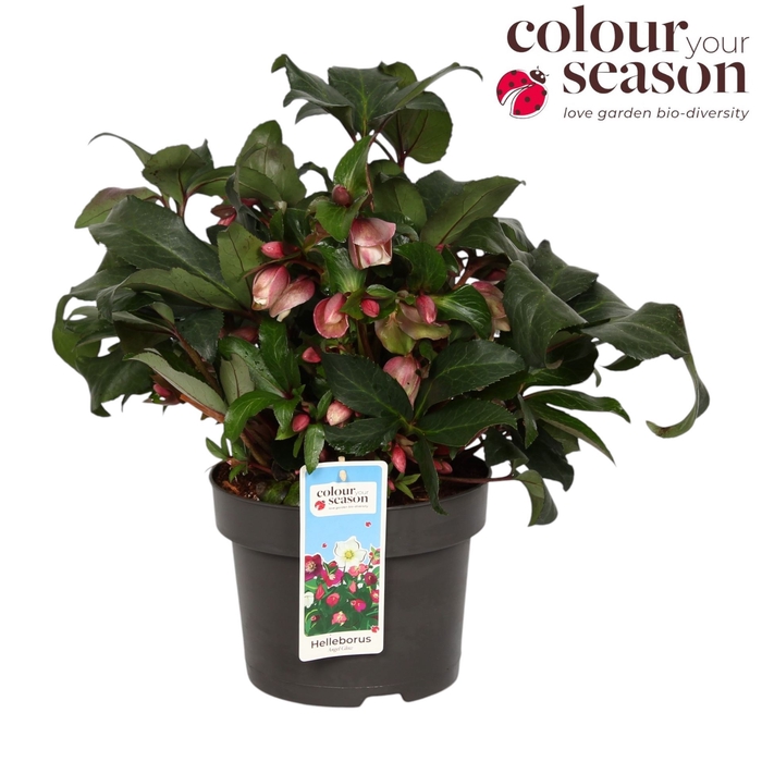 <h4>Helleborus  'Angel Glow'</h4>