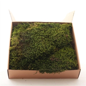 Long Moss Gepreserveerd Ca 0.33 M2