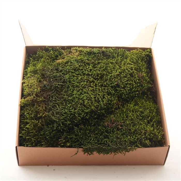 <h4>Long Moss Gepreserveerd Ca 0.33 M2</h4>