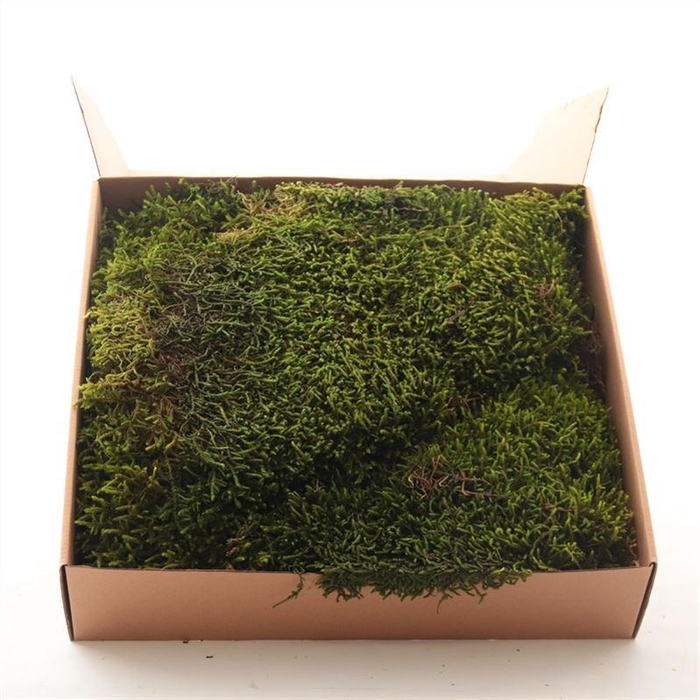 <h4>Long Moss Gepreserveerd Ca 0.33 M2</h4>