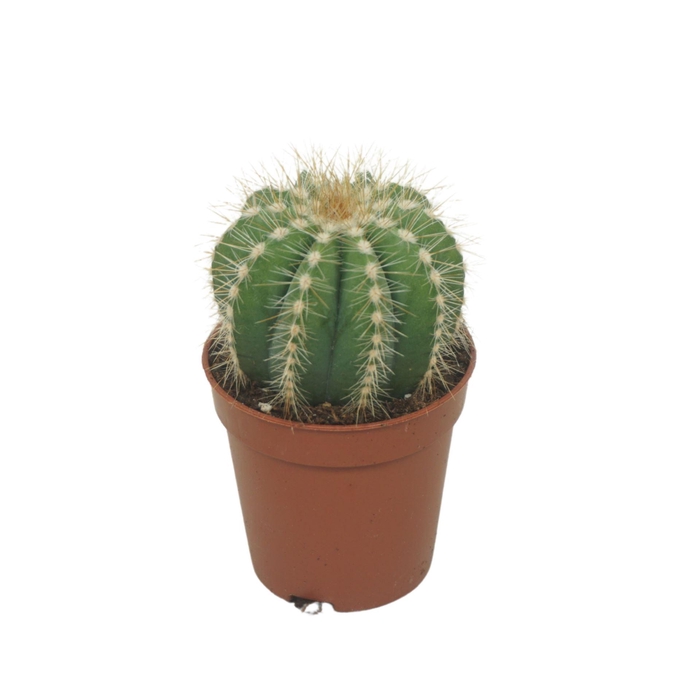 <h4>Cactus</h4>