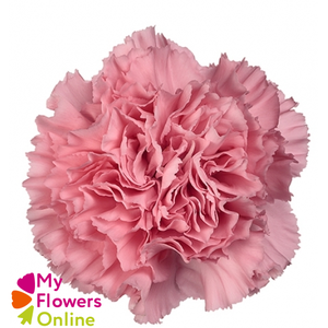 Di St Kaori Pink 65cm CO