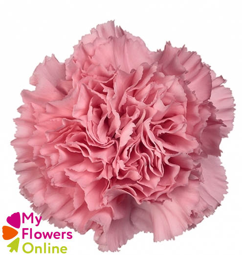 <h4>Di St Kaori Pink 65cm CO</h4>