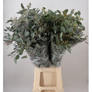 EUCA POPULNEA BES 300