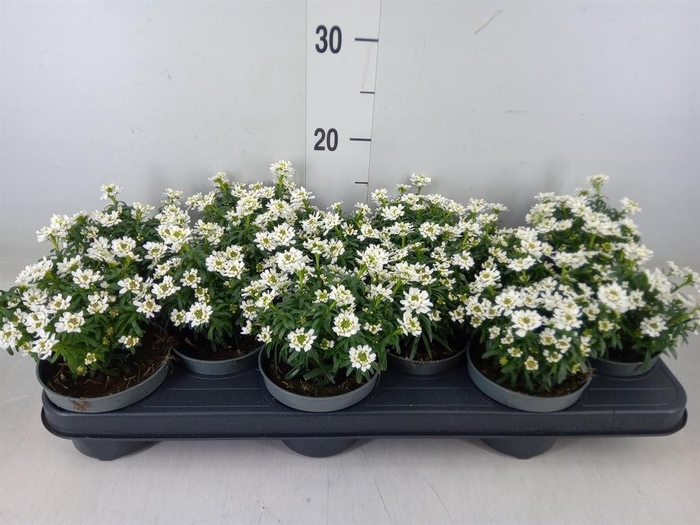 <h4>Iberis semp.</h4>