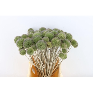 Eryngium Spray 45cm P Stem
