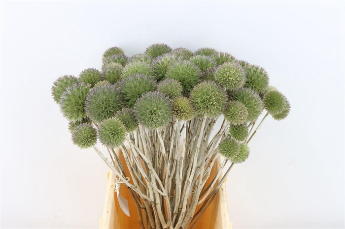 <h4>Eryngium Spray 45cm P Stem</h4>