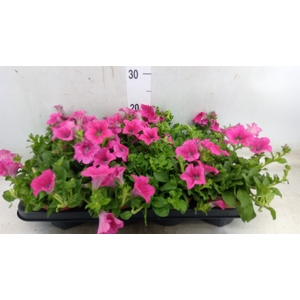 Petunia  'Famous Pink'