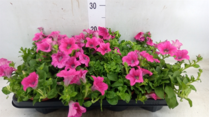 <h4>Petunia  'Famous Pink'</h4>