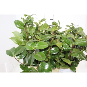 FOLHAGEM CAMELIA