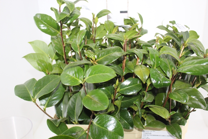 <h4>FOLHAGEM CAMELIA</h4>