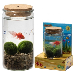 ARR WATERPLANTEN
