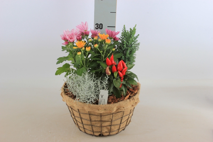 <h4>ARR TUINPLANTEN</h4>